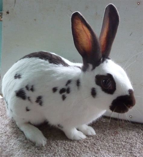 English Rabbits for sale | Pets4Homes | English spot rabbit, Rabbit breeds, Pet rabbit