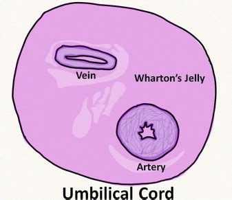 Discarded Wharton jelly of the human umbilical cord: a viable source ...