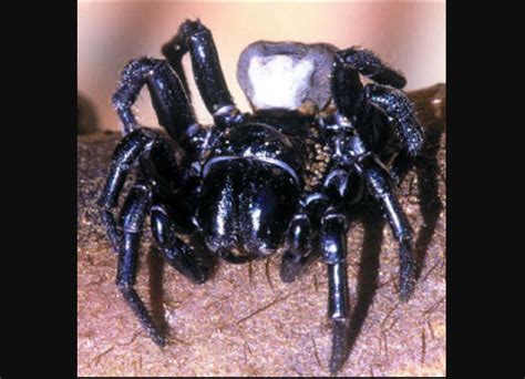 Warning Issued Over Deadly Funnel-Web Spider Population Boom In ...