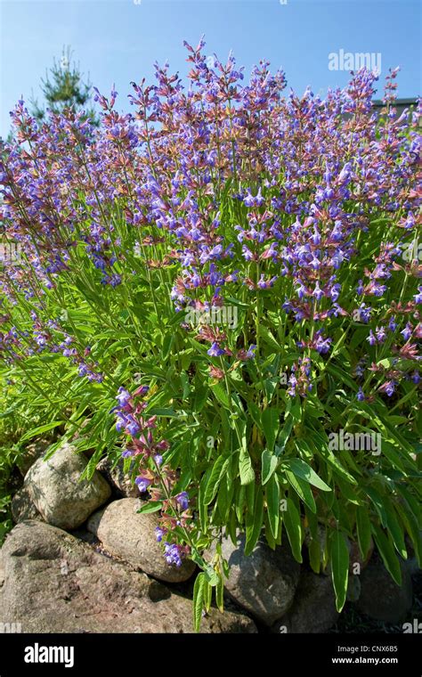 common sage, kitchen sage (Salvia officinalis), flowering in a garden Stock Photo - Alamy