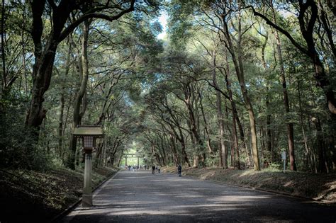 The Evolution of Meiji Jingu Shrine's Eternal Forest | Tokyo Weekender