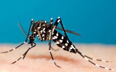 Aedes Aegypti dan Mencegah Demam Berdarah Dengue (DBD) | Medkes