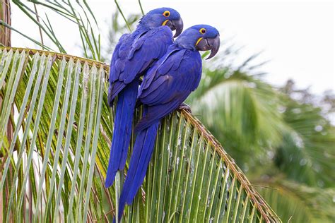 Popularity of hyacinth macaws puts mesmerizing birds at risk