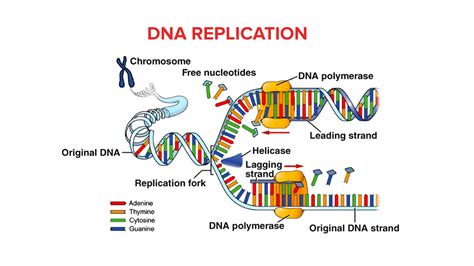 Replication Fork