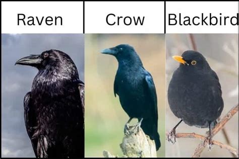 Raven Vs Crow Vs Blackbird [2023]