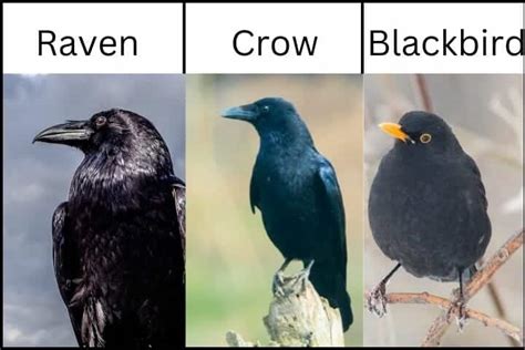 Difference Between Crow And Raven