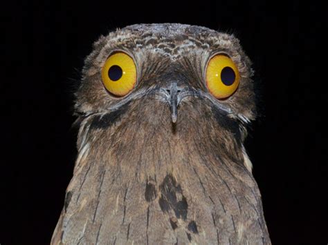 Potoo: The Funniest Looking Bird Ever