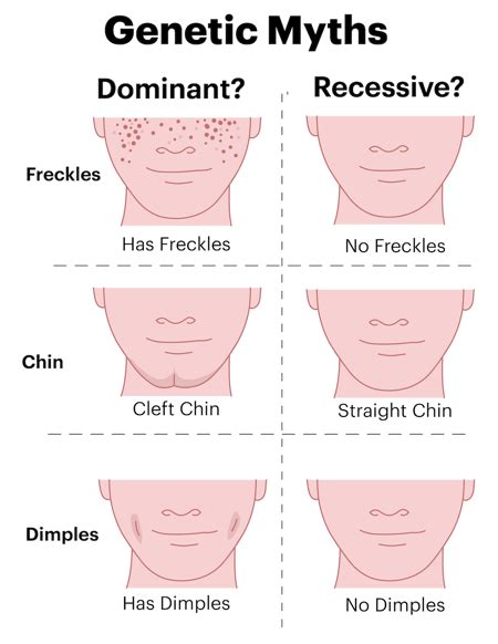 What causes cleft chin? - The Tech Interactive