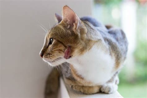 Cat Bite Abscess Treatment at Home