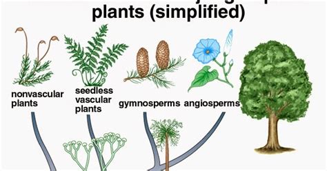 worldwide: learn about kingdom plantae