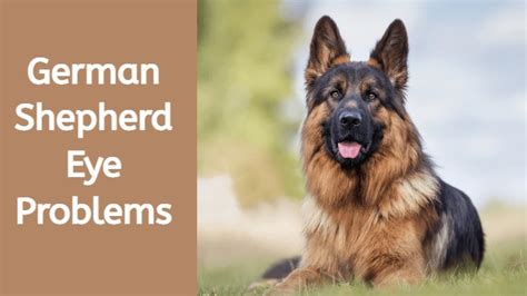 German Shepherd Eye Problems: How to Keep Your Dog's Eyes Healthy