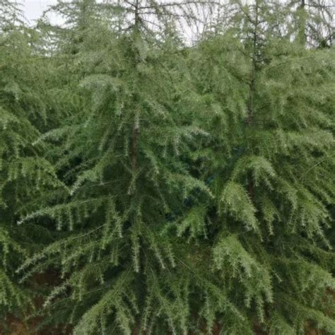 Cedar Seeds Cedrus Deodara Seeds Pine Tree Seeds for Sale - Cedar Seeds and Pine Tree Seeds