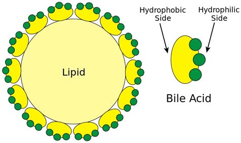 What is the Difference Between Bile Salts and Bile Pigments - Pediaa.Com