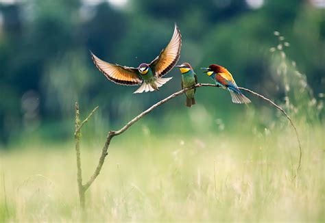 Wallpaper ID: 606497 / flying, nature, animals, landscape, colorful birds, branch, eaters ...