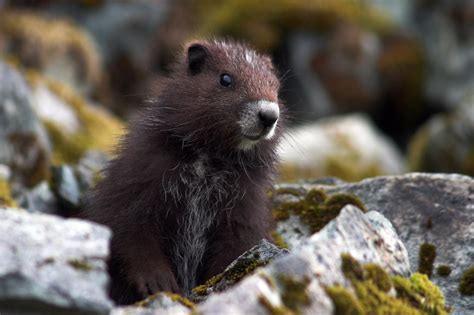 Vancouver Island marmot (marmots.org)