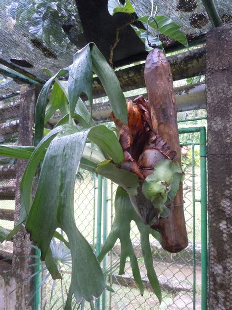 Ferns – Deer-Resistant | Walter Reeves: The Georgia Gardener