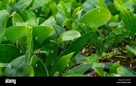 Acacia tree seedlings growing in plantation nursery facility ...