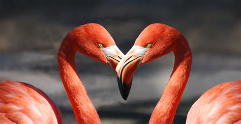 Free Images : red, beak, fauna, plumage, close up, birds, flamingo, feathers, animals ...