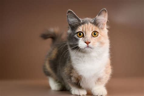 Munchkin Cat Health Problems: 10 Vet-Reviewed Issues - Catster