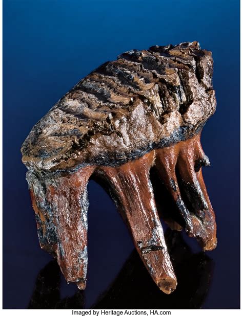 PYGMY MAMMOTH TOOTH. ... Fossils Mammals | Lot #53242 | Heritage Auctions