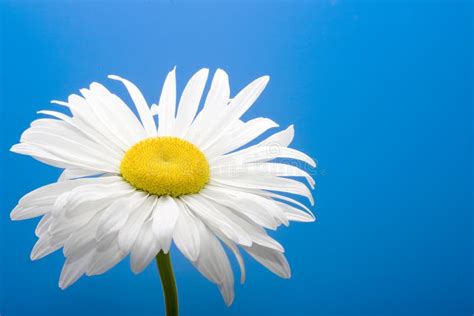 Daisy on blue background stock image. Image of vibrant - 2910819