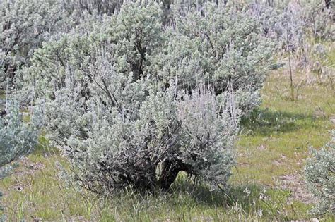 Artemisia tridentata (Big Sagebrush)