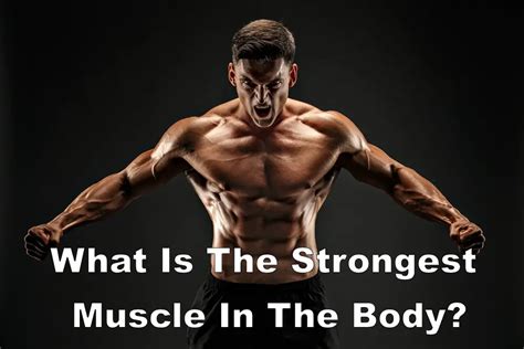 What Is The Strongest Muscle In The Body? | STD.GOV Blog