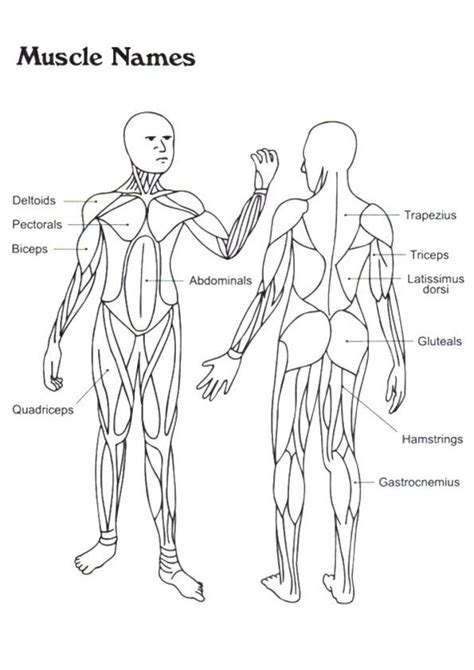 List Of Muscular System Coloring Pages