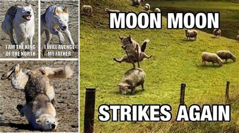 Who Is 'Moon Moon' The Wolf? A Meme History Of The 'Dumbest' Wolf On The Internet | Know Your Meme