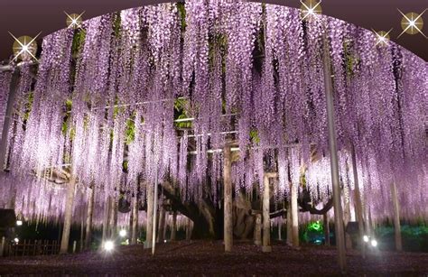 "A Tale of the Wisteria" The Great Wisteria Festival 2022 | Ashikaga Flower Park