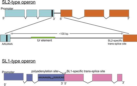 Trans-splicing and operons