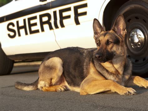 How to Adopt a Retired Police Dog | Police dog names, Dog names, Police ...