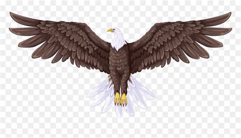 Bald Eagle Flight Drawing - Full Body Eagle Drawing, HD Png Download - vhv