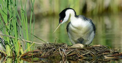 The Western Grebe Chronicles in North American Waters - The Worlds ...