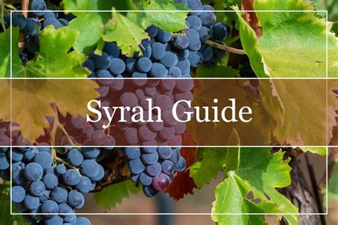 Your Essential Guide to Syrah Wine - WinePros