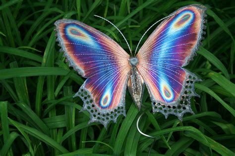 Free photo: Beautiful Butterfly - Animal, Butterfly, Fly - Free Download - Jooinn