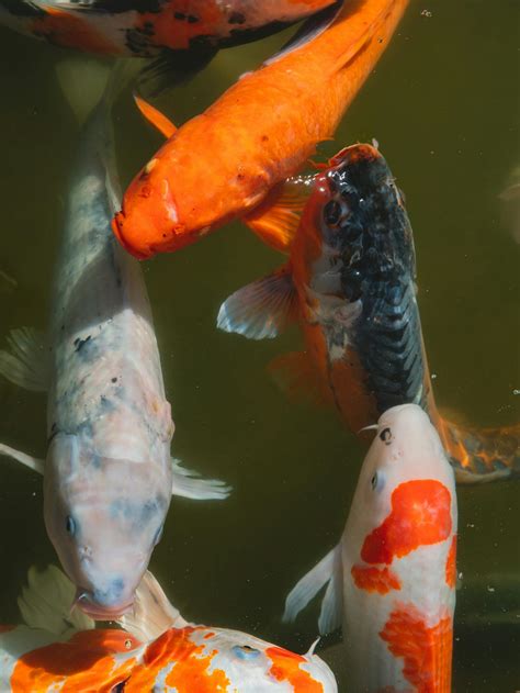 Colorful Japanese carp swimming in pond · Free Stock Photo