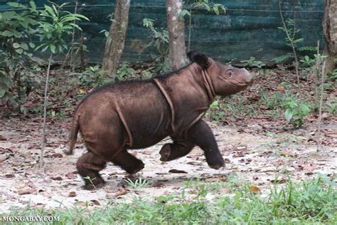 Baby Sumatran rhino | Sumatran rhino, Rhino, Zoo babies