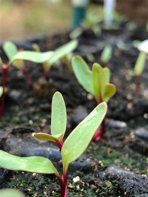 Beet seedlings...