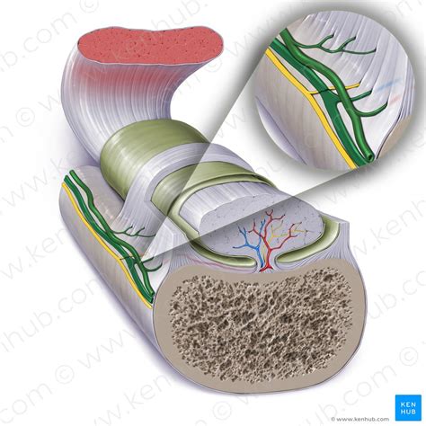 Tendon sheaths in the foot: Anatomy | Kenhub