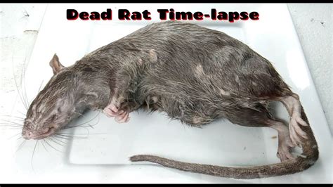 Dead Rat Time-lapse - YouTube