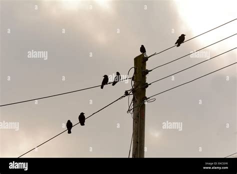 Telegraph wires hi-res stock photography and images - Alamy