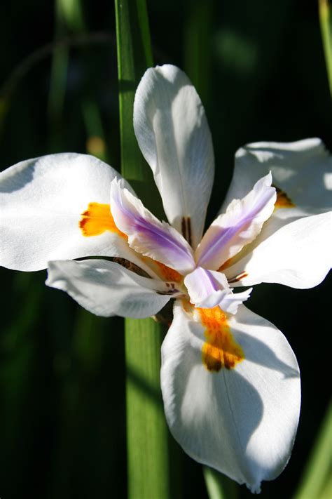 Wild Iris Flower 3 Free Stock Photo - Public Domain Pictures