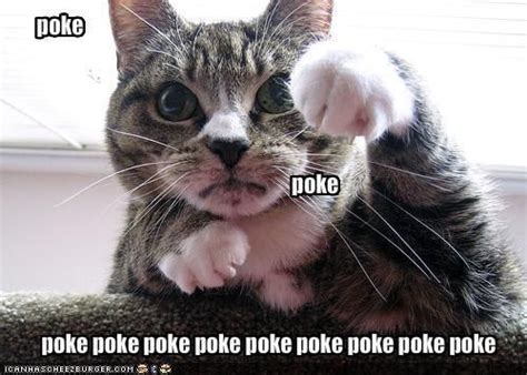 Hey! Why aren't you on Facebook? Poke. Poke. Poke! | Funny cat pictures ...