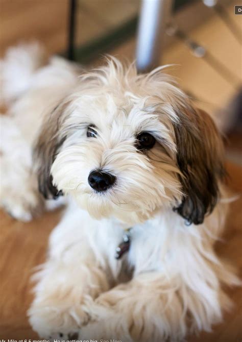 Havanese puppy @ 6 months | Las mejores razas de perros, Perros y gatos tiernos, Cachorros havanese