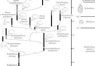 Clade - Cladogram Of Human Evolution