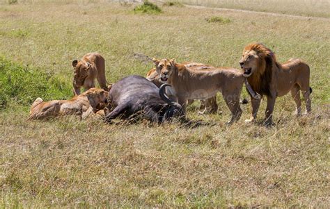 Lions Feeding 844517 Stock Photo at Vecteezy