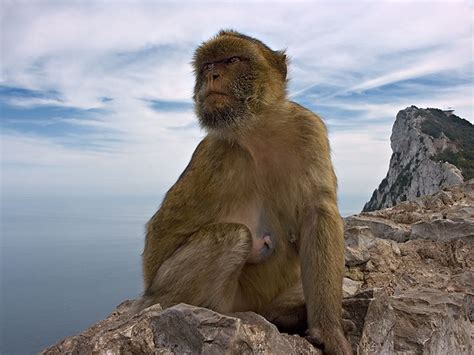 Ape of Gibraltar by ForsterFoto, via Flickr | Primates, Animals, Extinction