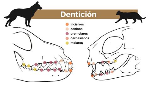 Los dientes del gato. Desmontando mitos - Ka Salud Integral by Feral