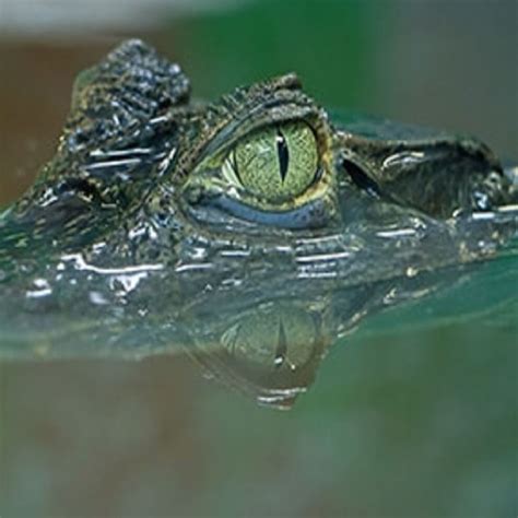 Spectacled Caiman Range